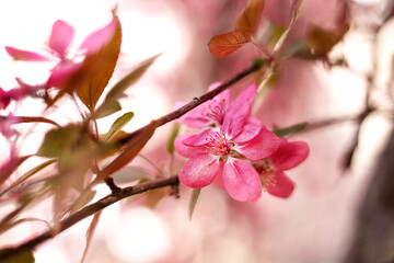 Low Angle View Of Pink Cherry Blossoms In Spring. Beautiful spring blossoming tree on sky background. Blooming garden on a sunny spring day.