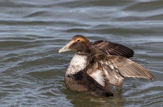 Eider Duck, Somateria mollissima, a large sea duck at the Barnegat Inlet, New Jersey 