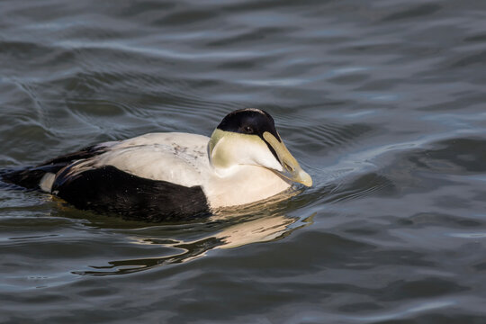 Eider Duck male, Somateria mollissima, a large sea duck at the Barnegat Inlet, New Jersey 