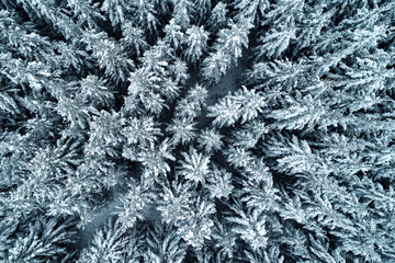 Thick snowy forest captured from birds eye view with a drone during winter.