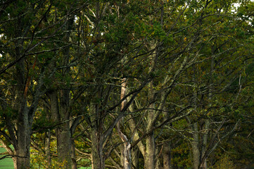 Old oak trees during sunrise in autumn