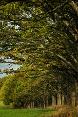Old oak trees during sunrise in autumn