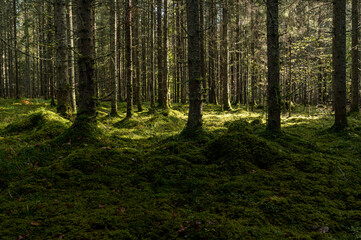 Thick dark forest with moss and sun rays shining trough.