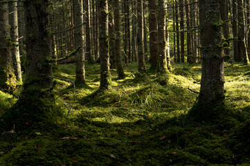 Thick dark forest with moss and sun rays shining trough.