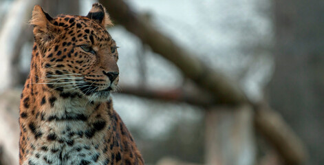 Fototapeta na wymiar Leopard Watching the world go by