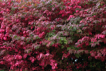 Azalea bushes blooming