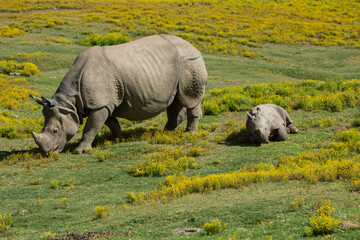 Mom and baby rhino in a zoo