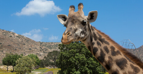 giraffe head shot at a zoo with blue sky