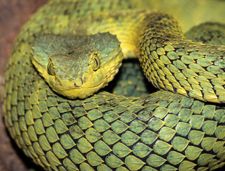 Western bush viper (Atheris chlorechis) close-up, captive (native to Western Africa)