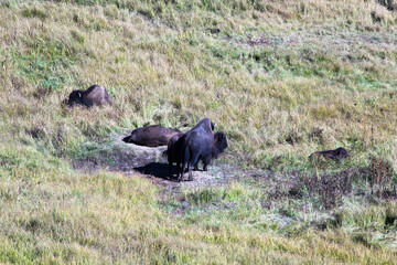 Buffalo in a field in Wyoming