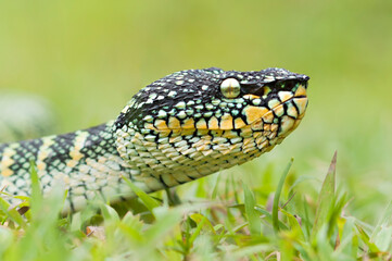 wagler's pit vipers or Tropidolaemus wagleri