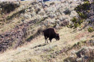 Buffalo in a field in Wyoming