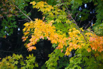 Tree with colorful fall leaves