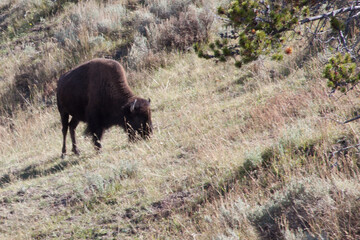 Buffalo in a field in Wyoming