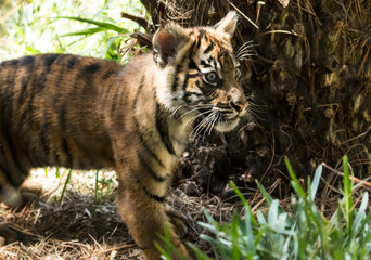 baby tiger in a zoo