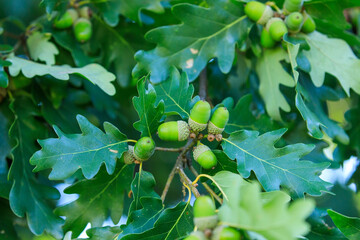 Common oak, Quercus robur, also known as European or English oak. Detail of green acorns covered by...