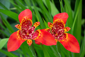 Peruvian lilies (Alstroemeria) are striking beauties that also for their vibrant colors.