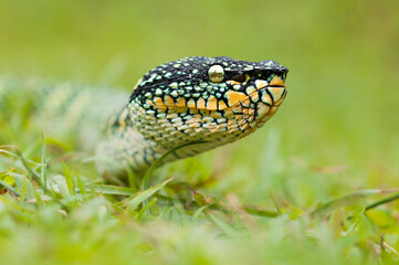 wagler's pit vipers or Tropidolaemus wagleri