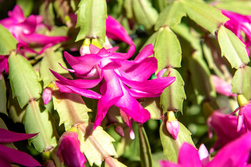 Beautiful red and pink blossoming Schlumbergera christmas cactus flower.