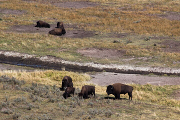 Buffalo outdoors in a field of grass