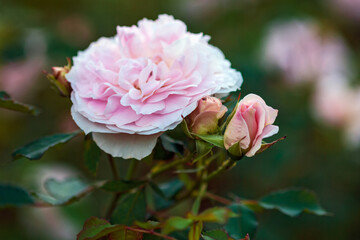 Closeup of light pink garden rose with buds (Morden Blush breed by Marshall)