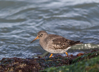 Purple Sandpiper, Calidris maritima, a small shorebird at the Barnegat Inlet, New Jersey 