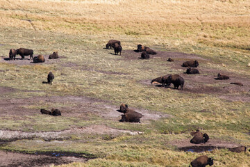 Buffalo outdoors in a field of grass