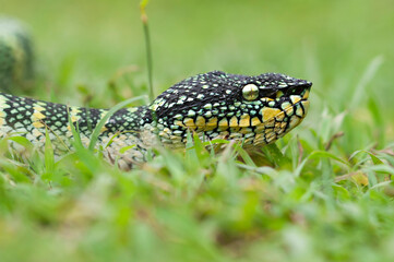 wagler's pit vipers or Tropidolaemus wagleri