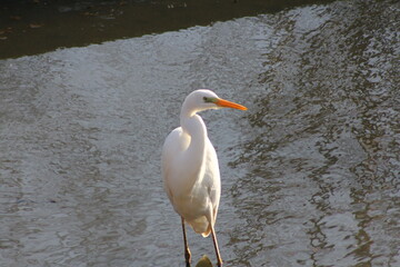 ある日の水路の様子