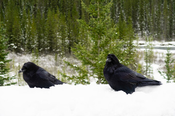 Two ravens standing in the snow in Canada