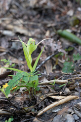 A greenhood orichid, pterostylis, on the forest floor in New Zealand, with a sprouting maidenhair fern in the foreground.
