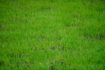Newly laid lawn in the garden.
