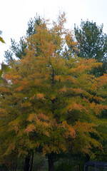 Fototapeta premium Fall leaves of color