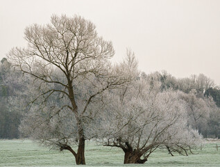 beautiful white winter frost coats the branches of two splendid oak trees seen square on