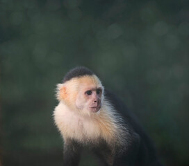 white-throated capuchin monkey
