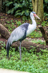 Fototapeta premium The wattled crane is a large bird found in Africa, south of the Sahara Desert. The base of the beak and tip of the wattles is red and bare of feathers and covered by small round wart-like bumps. 