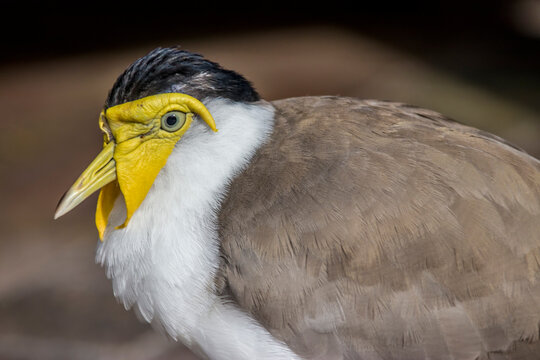 a Masked lapwing closeup image. It s a large, common and conspicuous bird native to Australia, particularly the northern and eastern parts of the continent, New Zealand and New Guinea. 