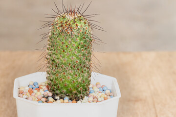cactus in a pot