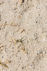 Sand on the beach, with small shells and blades of grass