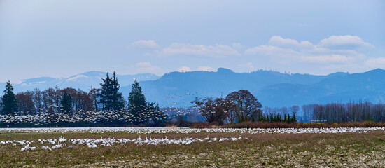 Snow Geese Bird  Flying  perking gathering