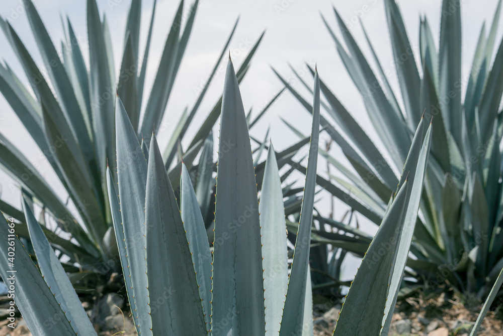 Poster Tequila Jalisco México, paisaje de campos de agave