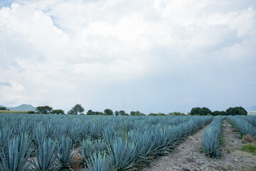 Fototapeta premium Tequila Jalisco México, paisaje de campos de agave
