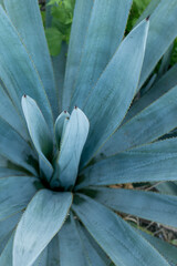 Tequila Jalisco México, paisaje de campos de agave