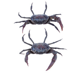 Male crab (Freshwater crab) isolated on white background. Clipping path.