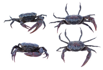 Male crab (Freshwater crab) isolated on white background. Clipping path.