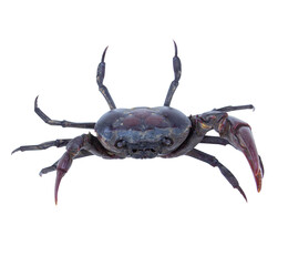 Male crab (Freshwater crab) isolated on white background. Clipping path.