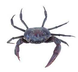 Male crab (Freshwater crab) isolated on white background. Clipping path.