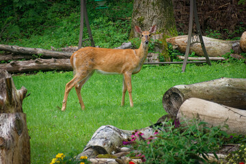 Doe looks directly at me as she is crossing our back yard as she heads towards the woods from our...