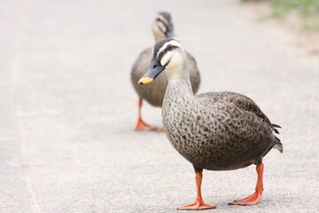 散歩する鴨