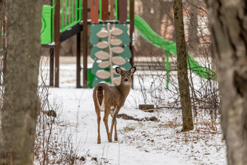 The white-tailed deer in the park